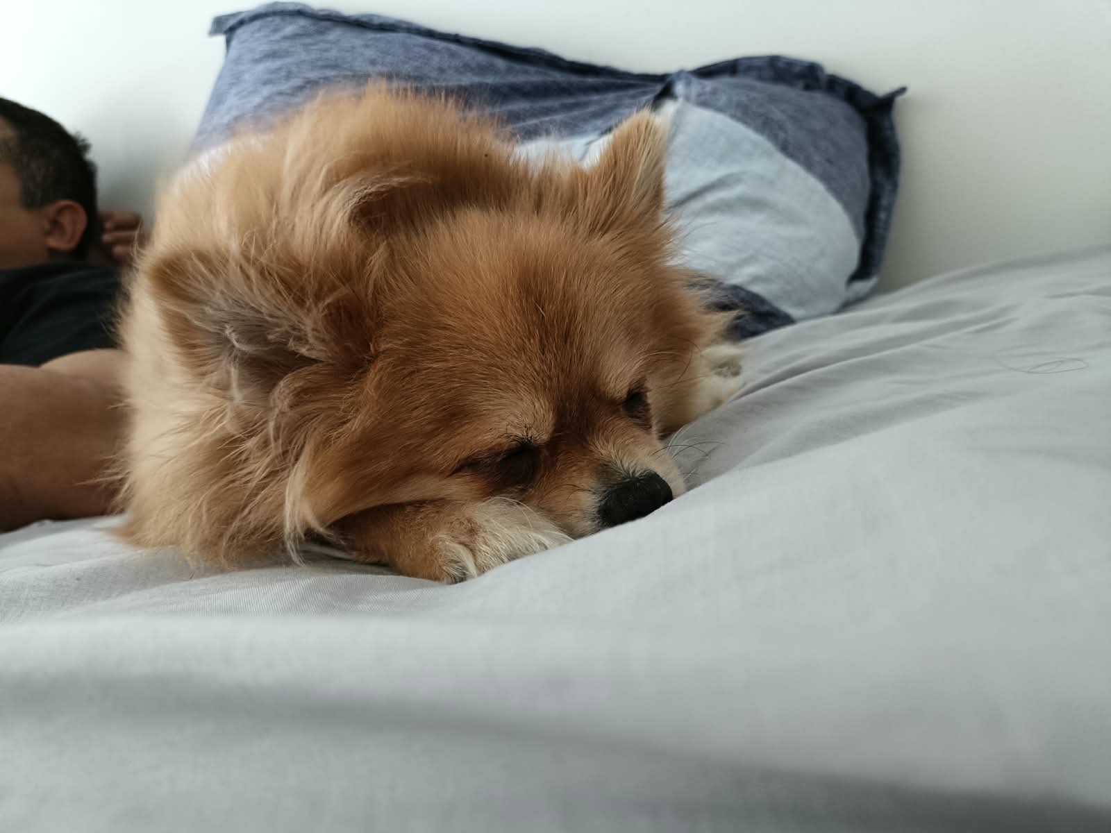 Cloe, pomerania de 5 años, afectada por el terremoto
