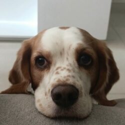 Lupe, beagle de 5 años y 9 meses.