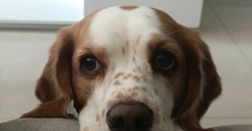 Cuando la tierra deja de ser segura: las huellas que dejó el terremoto en las mascotas