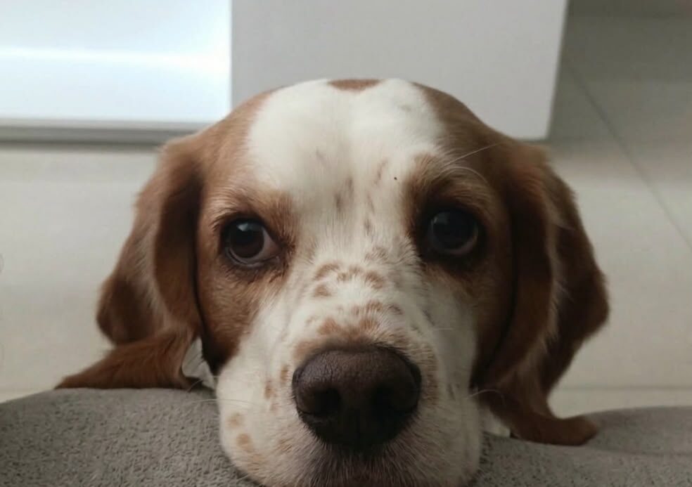 Lupe, beagle de 5 años y 9 meses.