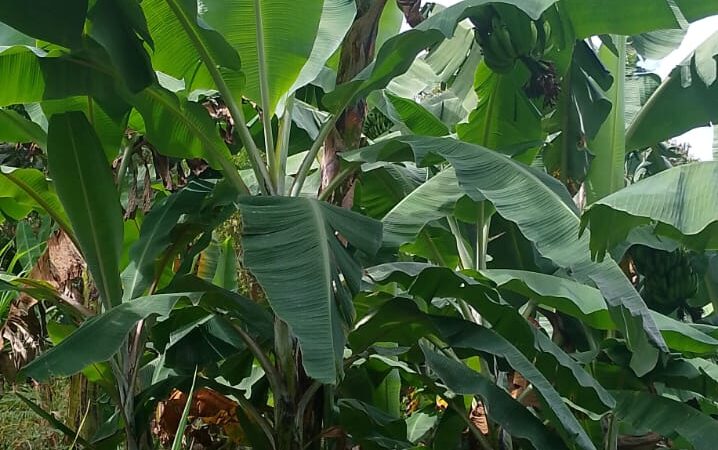 Hongo que afecta el banano enciende alertas en Tello