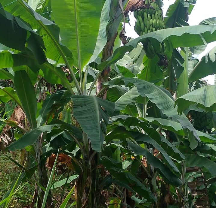 Hongo que afecta el banano enciende alertas en Tello